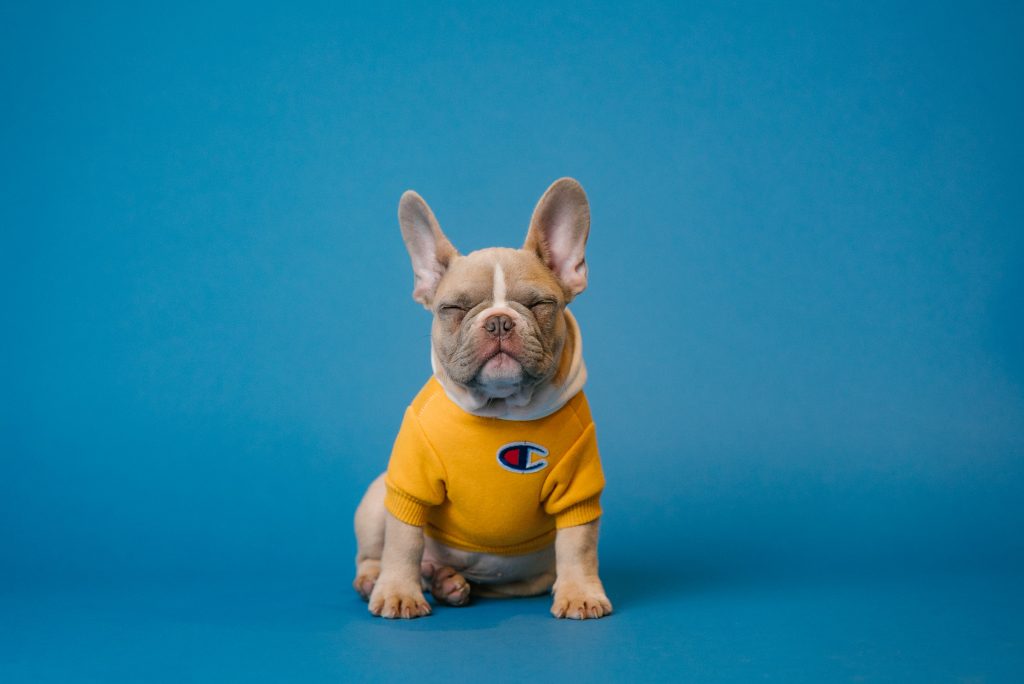 French bulldog prices in the UK