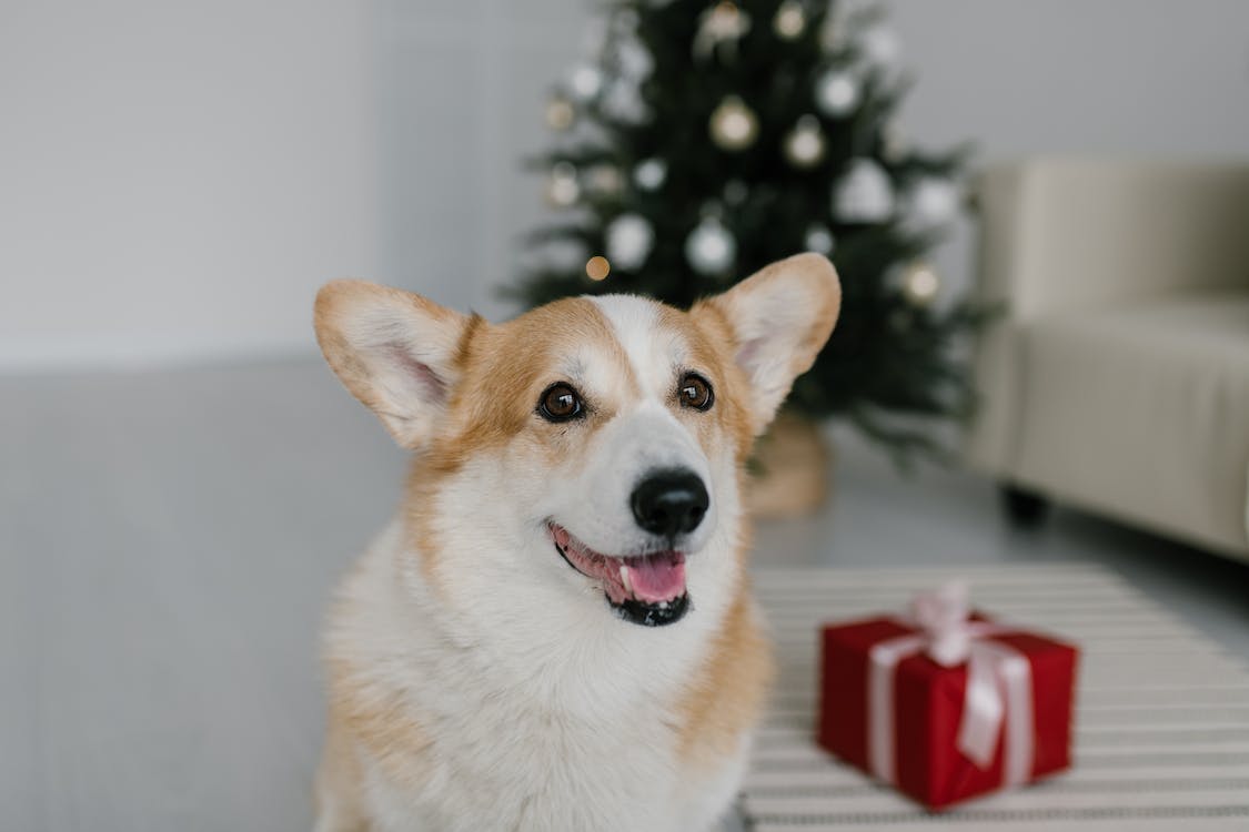 Corgi Price in the UK