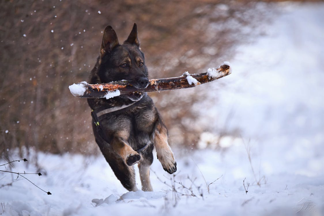 German Shepherd Price in the UK