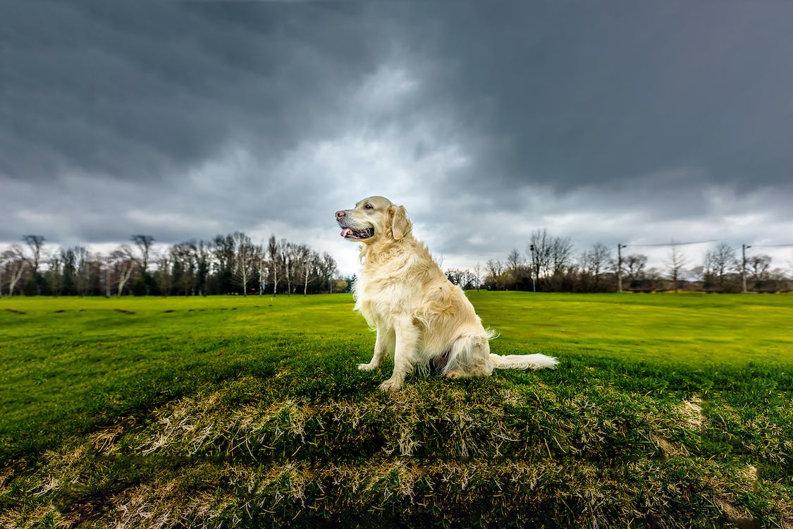 Golden Retriever Price in the UK