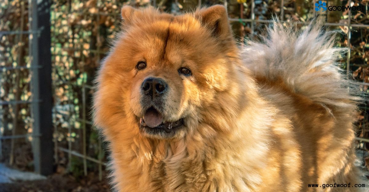 Chow Chow Price in the UK 