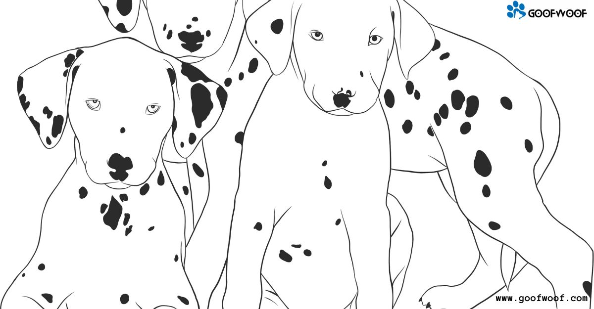 Dalmatian Price in the UK