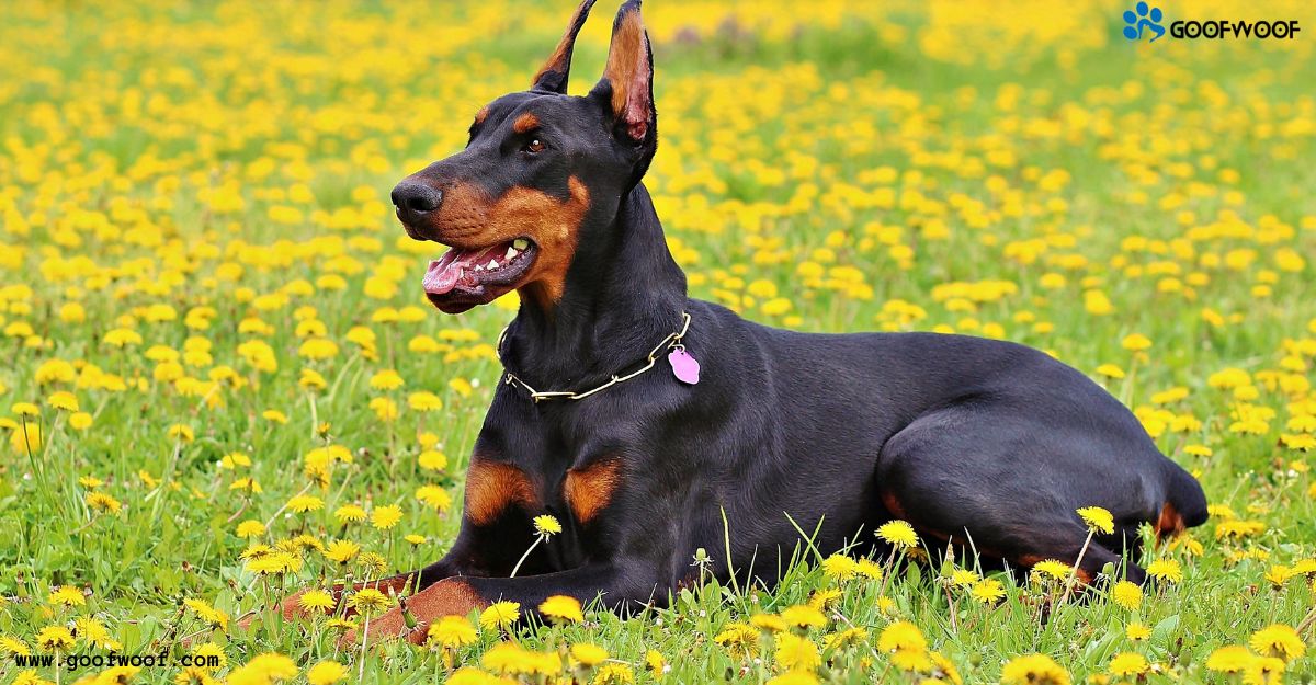 Doberman Price in the UK