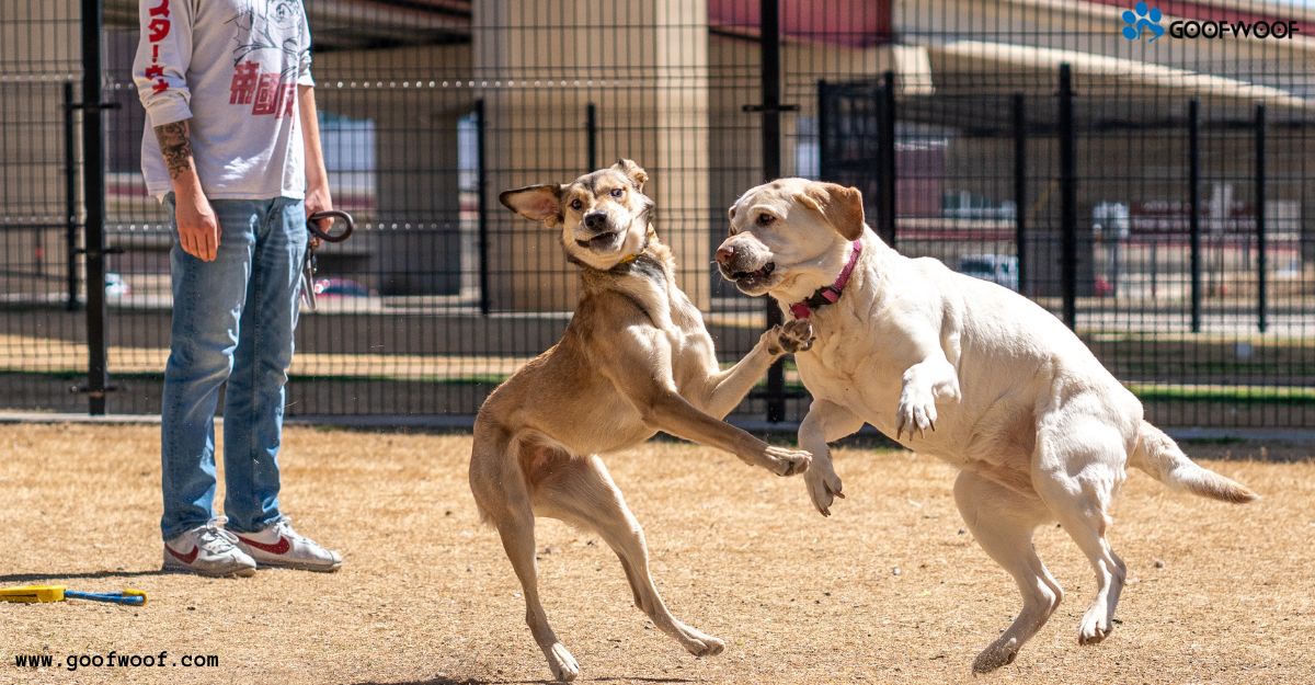 Dog Day Care Price in the UK