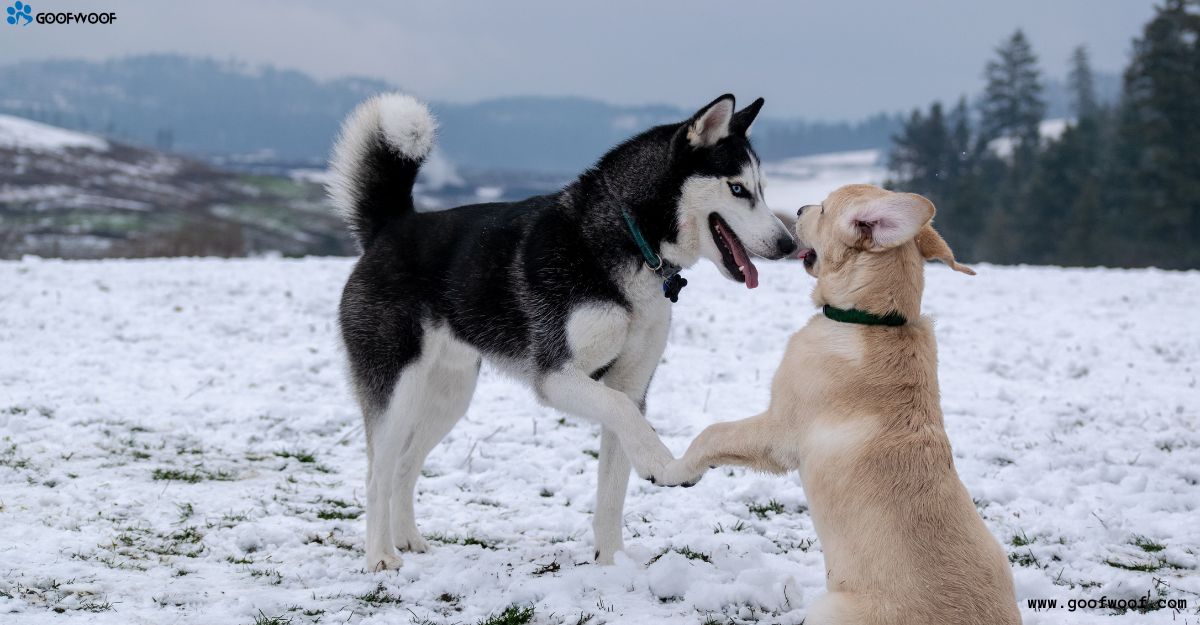 How to take care of a Husky 