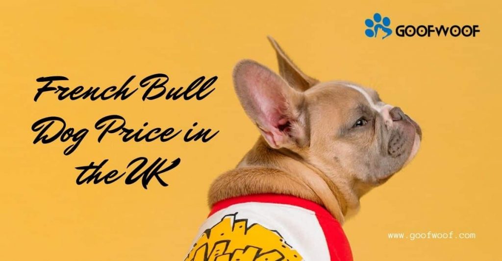 French bull dog price in the UK