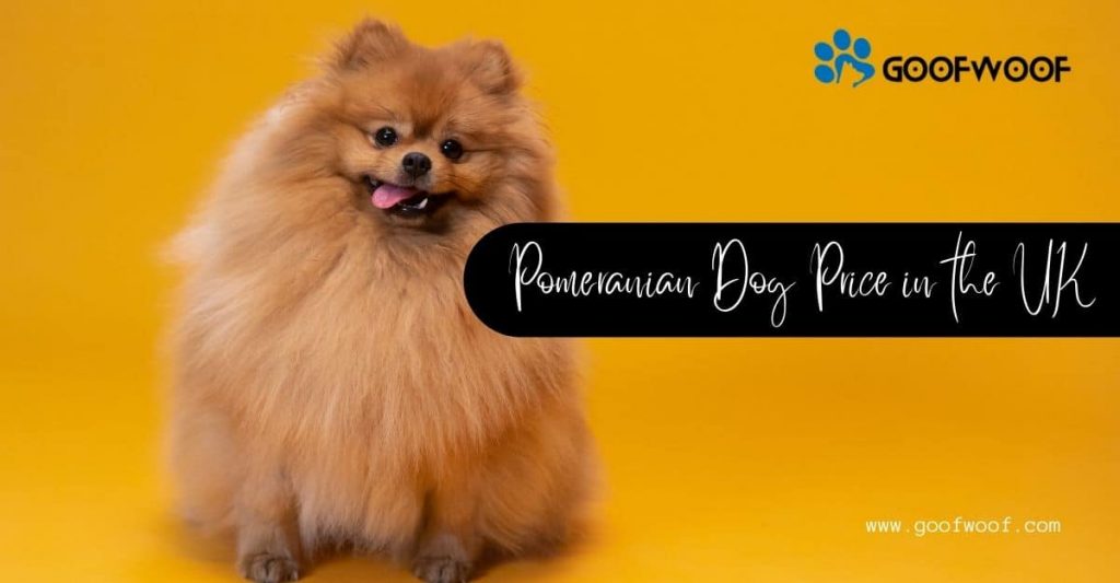 Pomeranian Dog Price in the UK