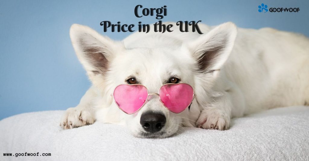 Corgi Price in the UK