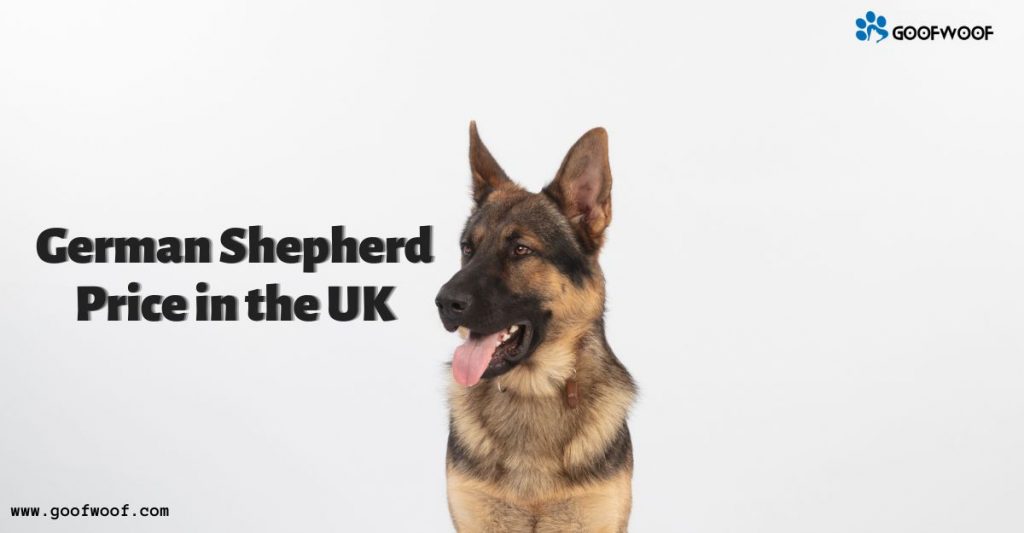 German Shepherd Price in the UK