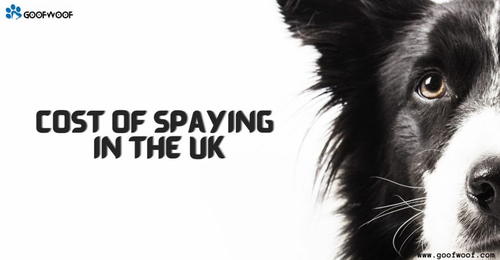 Cost of Spaying in the UK