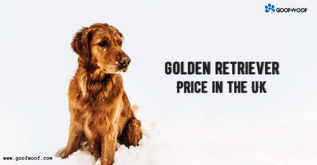 Golden Retriever Price in the UK