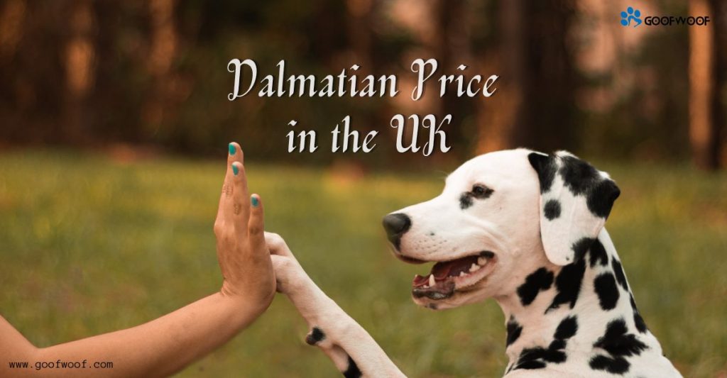 Dalmatian Price in the UK