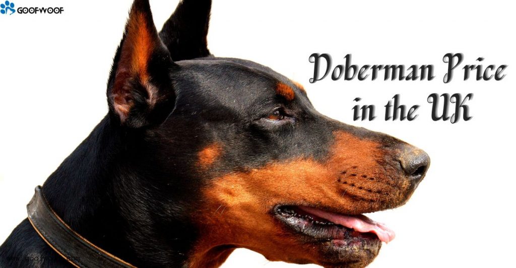 Doberman Price in the UK