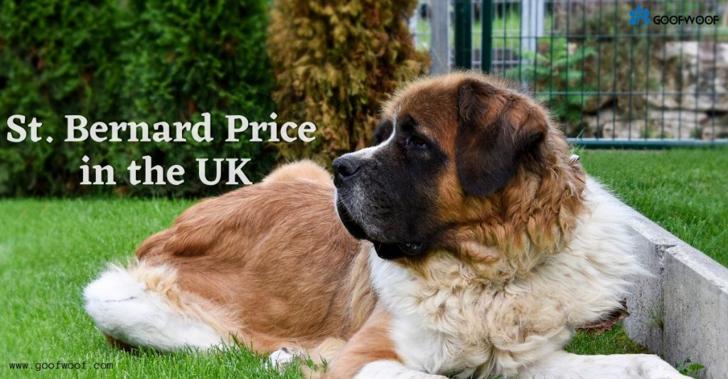 St. Bernard Price in the UK