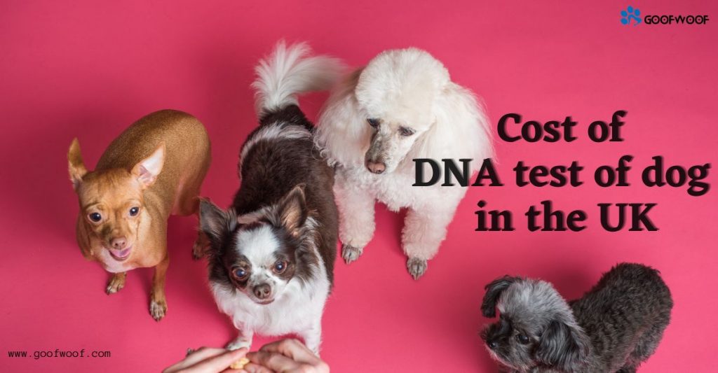 dog dna test uk