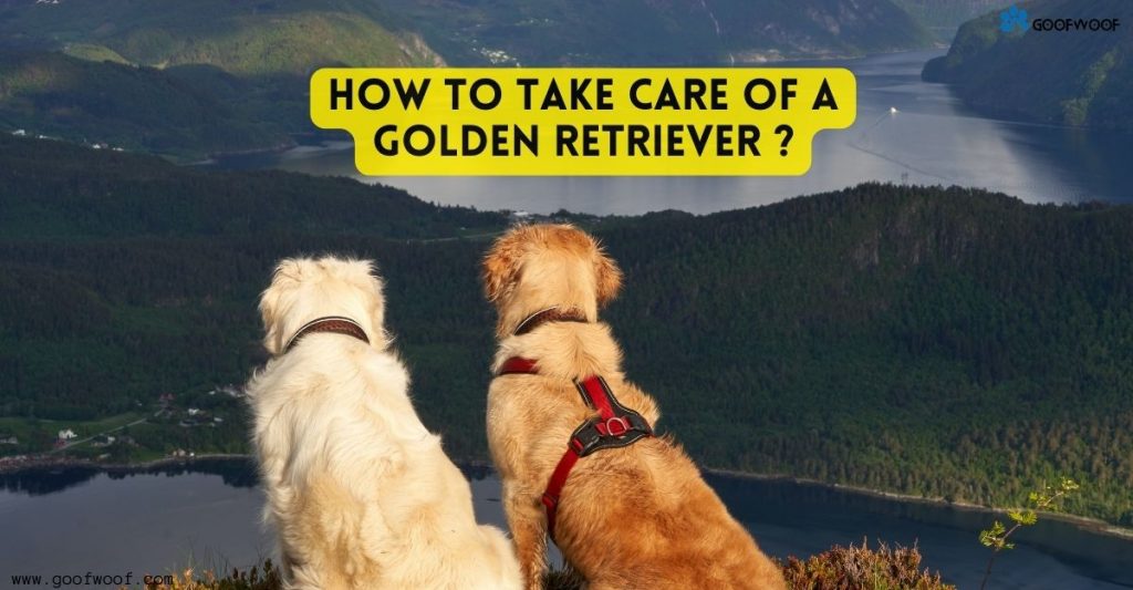 How to take care of a Golden Retriever?