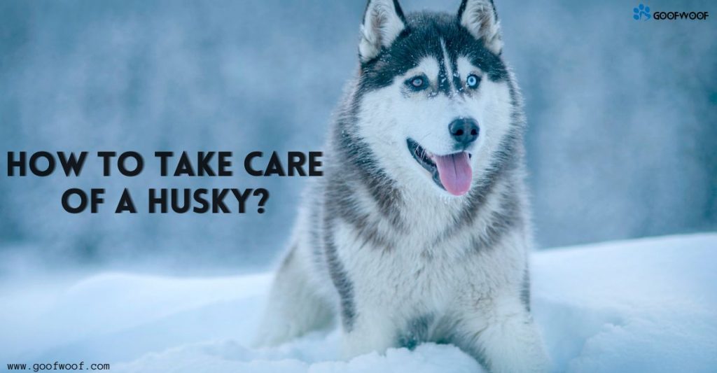 How to take care of a Husky