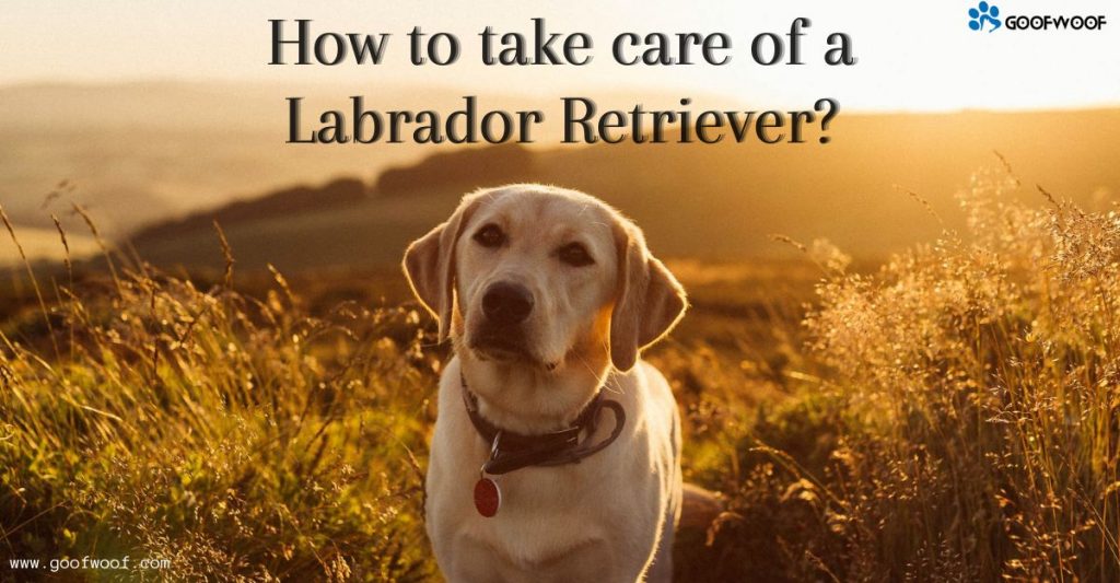 How to take care of a Labrador Retriever