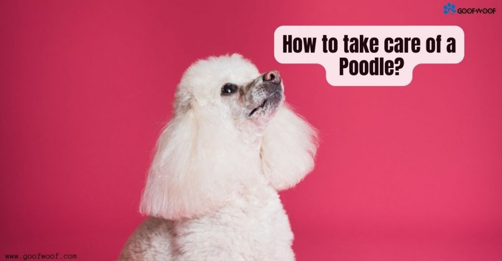 How to take care of a Poodle