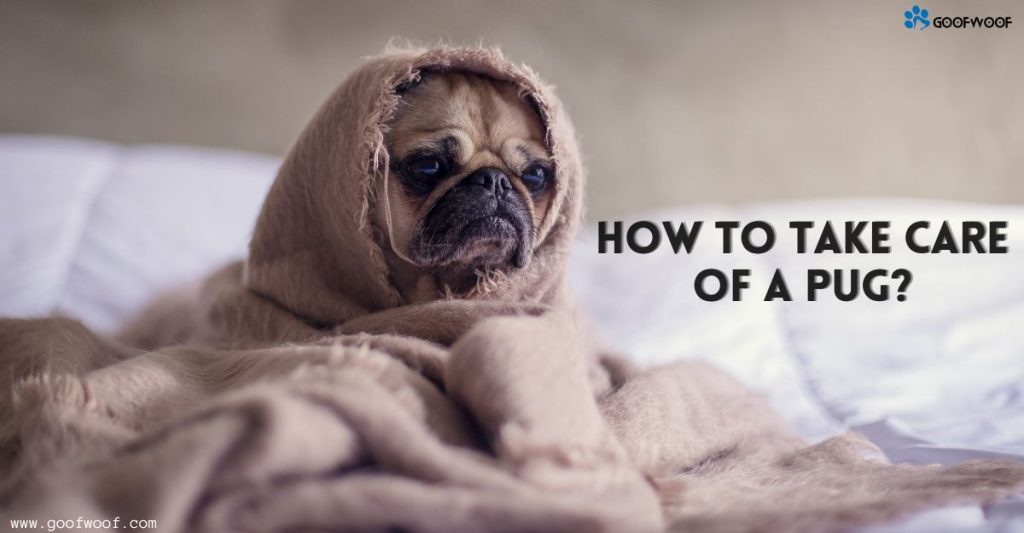 How to take care of a Pug